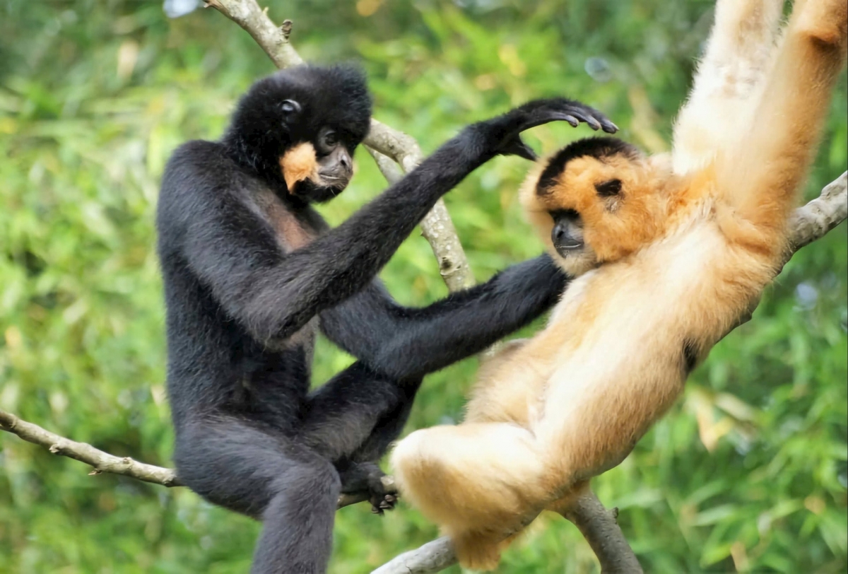 Cat Tien National Park honored with four international ecotourism awards